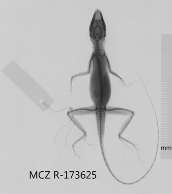 Media type: image;   Herpetology R-173625 Aspect: dorsoventral x-ray